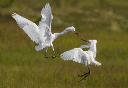 Snowy egrets