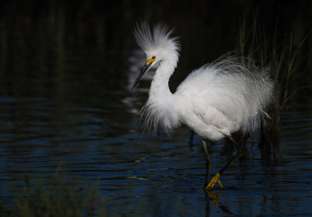 Snowy Egret von Xiaobing Tian