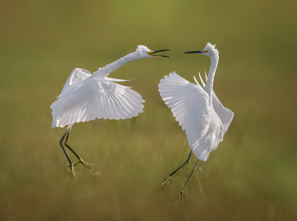 Snowy Egret Arial Fight von Xiaobing Tian