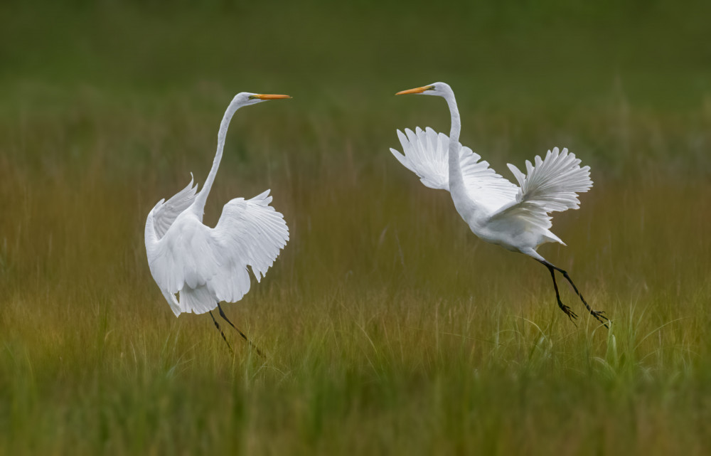 Great egrets von Xiaobing Tian