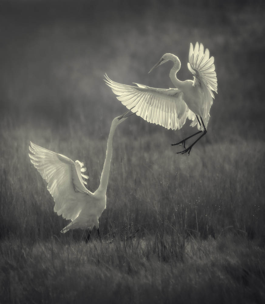 Great egrets fighting over a fishing spot von Xiaobing Tian