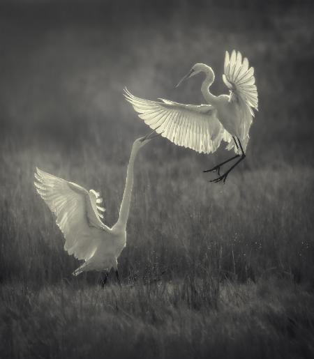 Great egrets fighting over a fishing spot