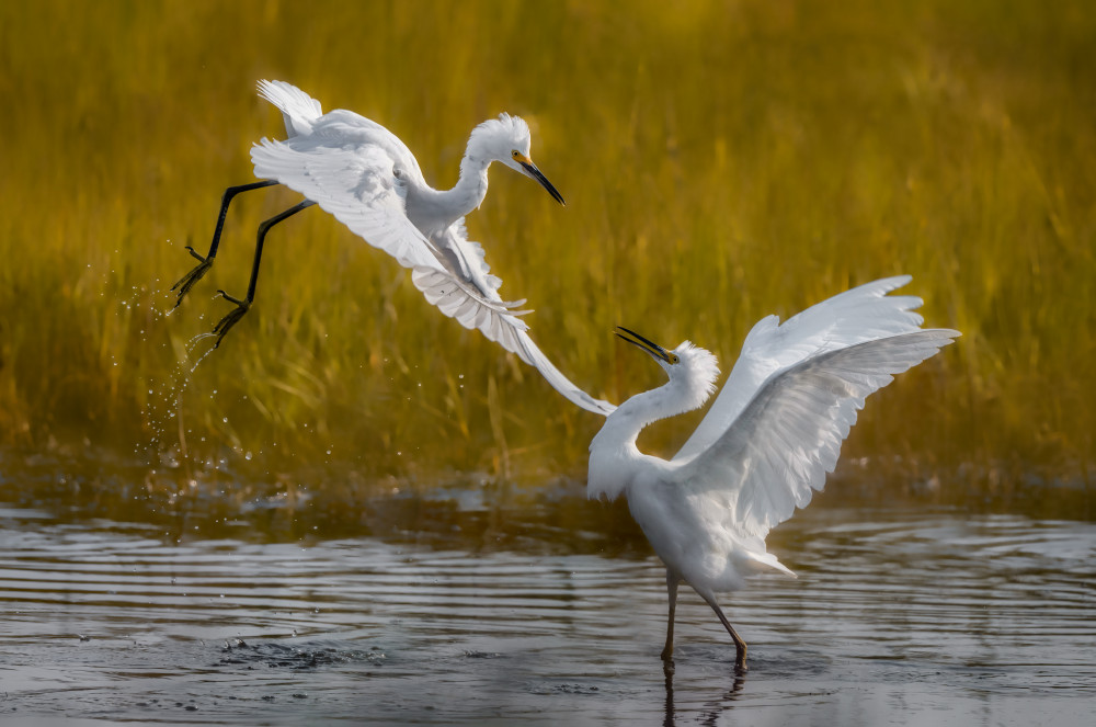 Two fighting snowy egrets von Xiaobing Tian