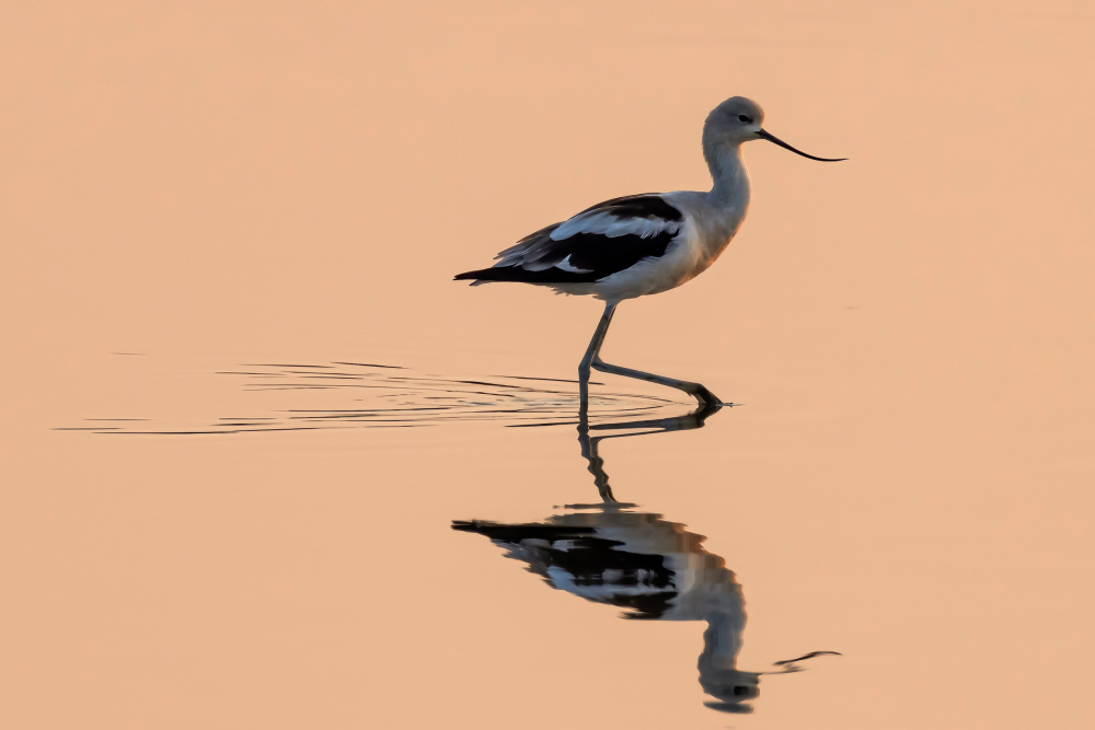 At Dusk von Xiaohong Zhang