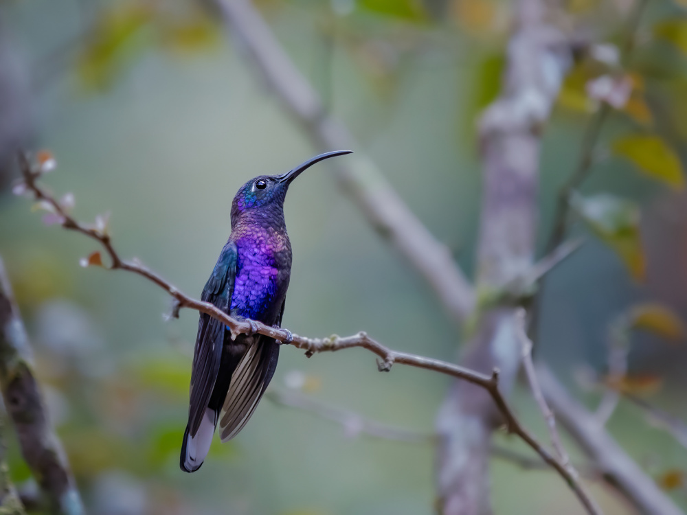 Costa Ricas Hummingbird von Xiaohong Zhang