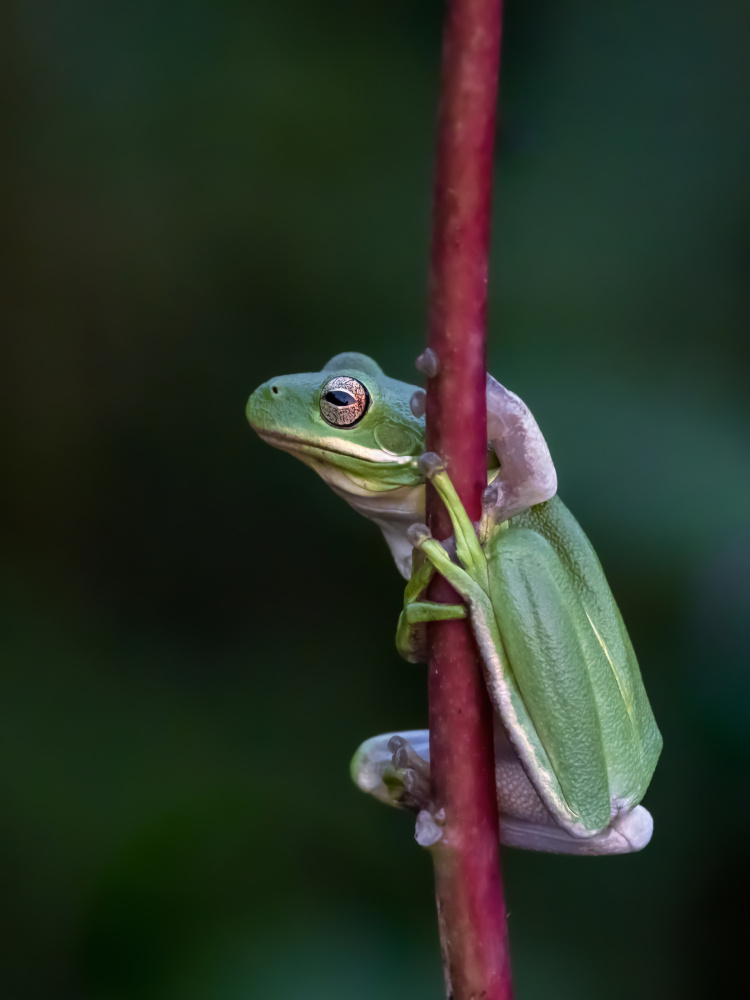 Do You Like My Pose? von Xiaohong Zhang