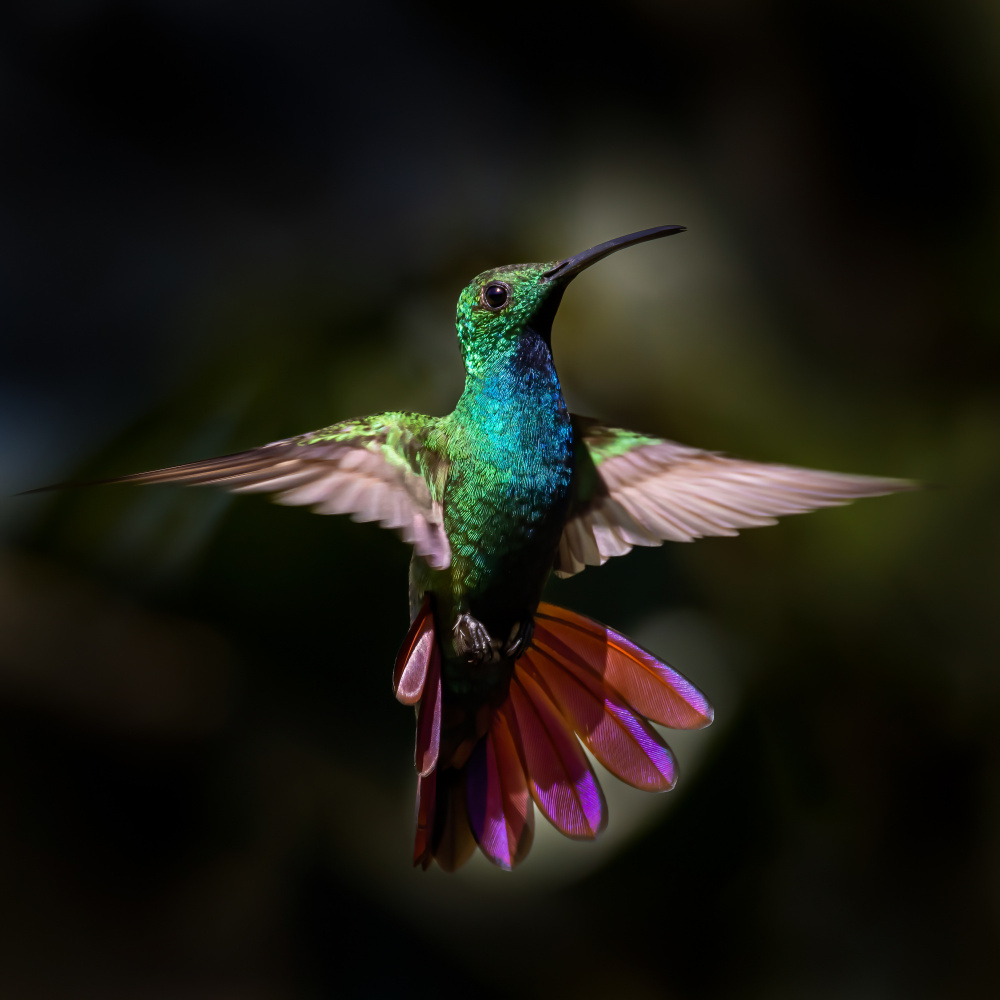 Green-breasted Mango von Xiaohong Zhang