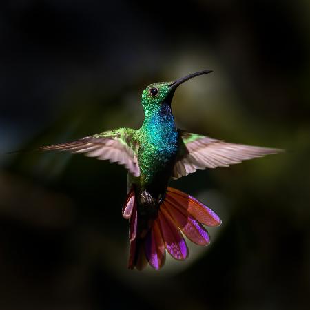 Green-breasted Mango