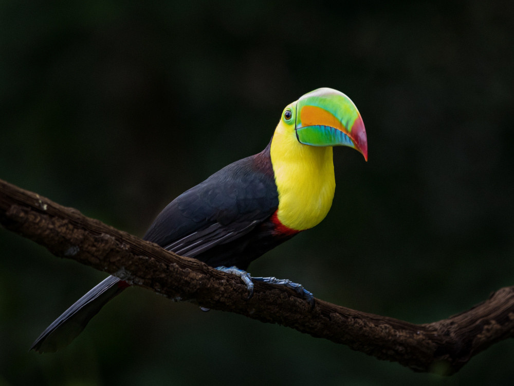 Keel-billed Toucan von Xiaohong Zhang