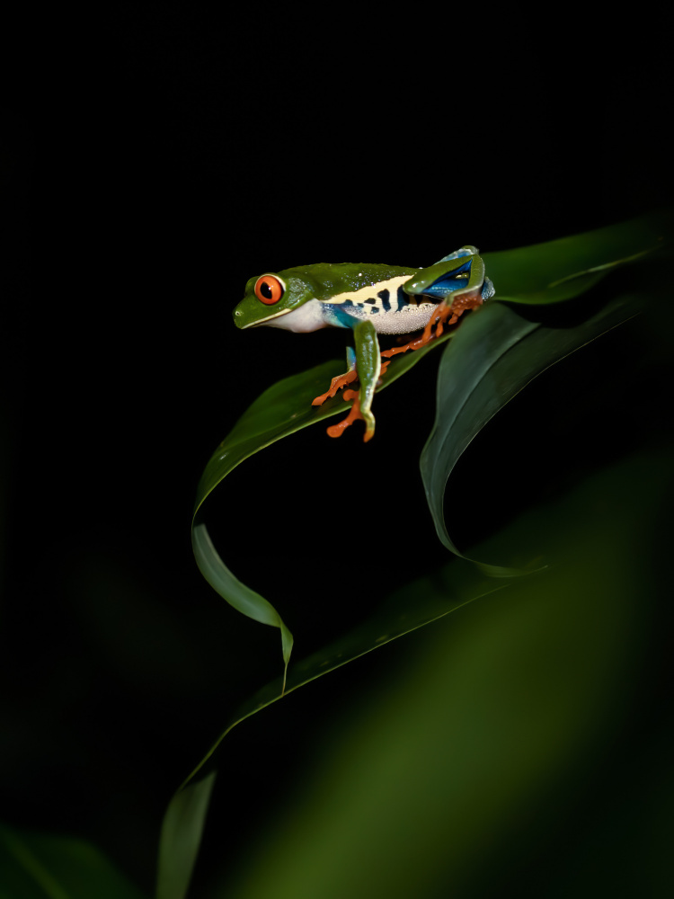 Red-eyed Tree Frog von Xiaohong Zhang