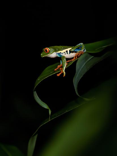 Red-eyed Tree Frog