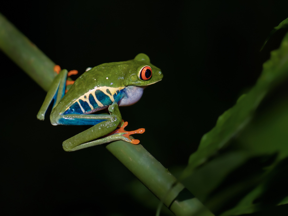 Red-eyed Tree Frog von Xiaohong Zhang