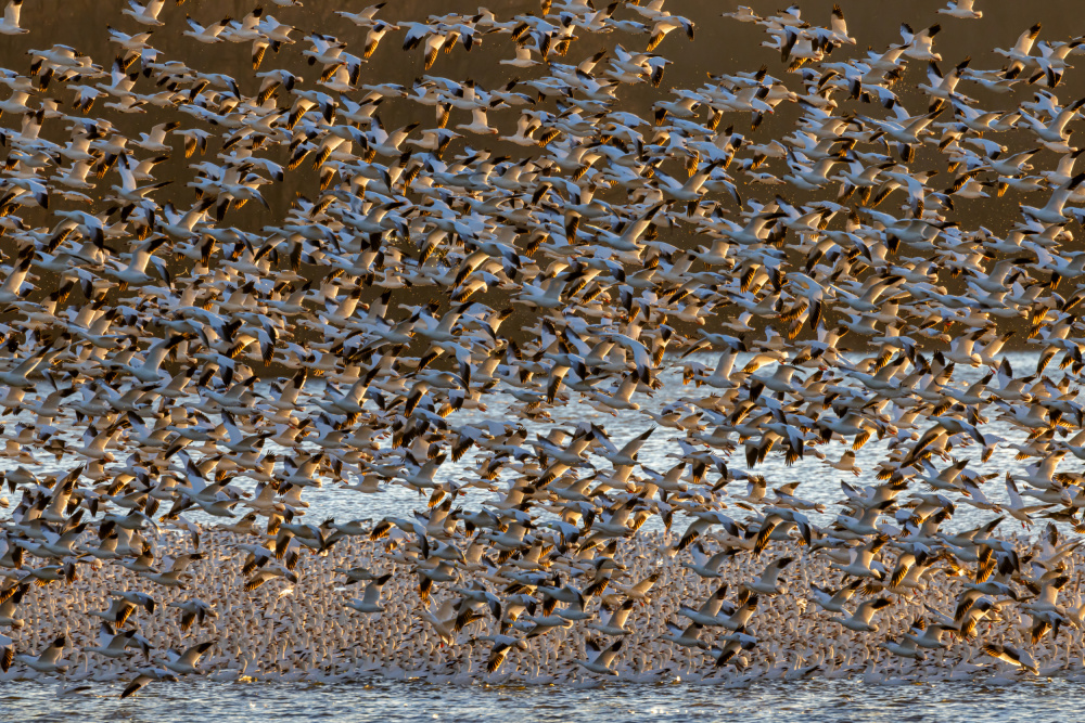 Snow Geese at Dawn von Xiaohong Zhang