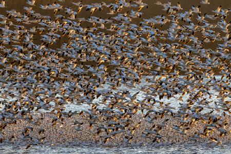 Snow Geese at Dawn