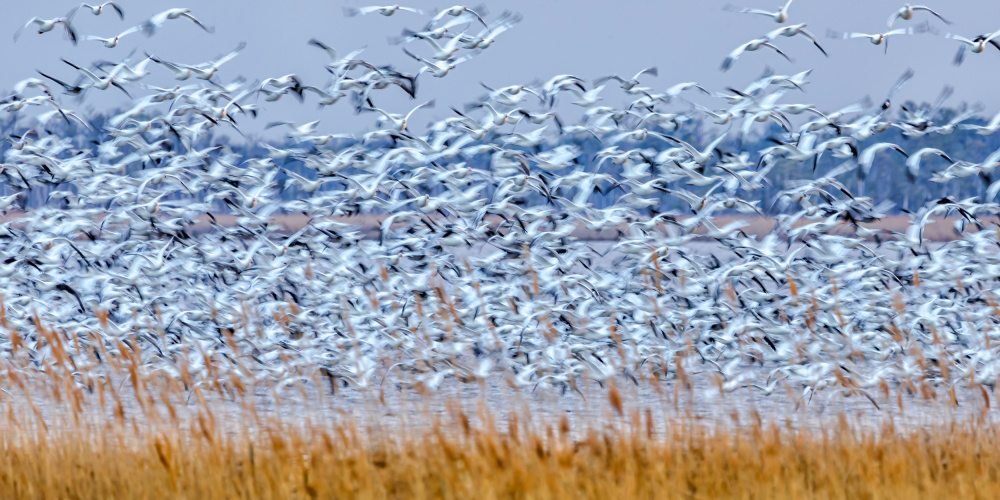 Snow Geese at Dusk von Xiaohong Zhang