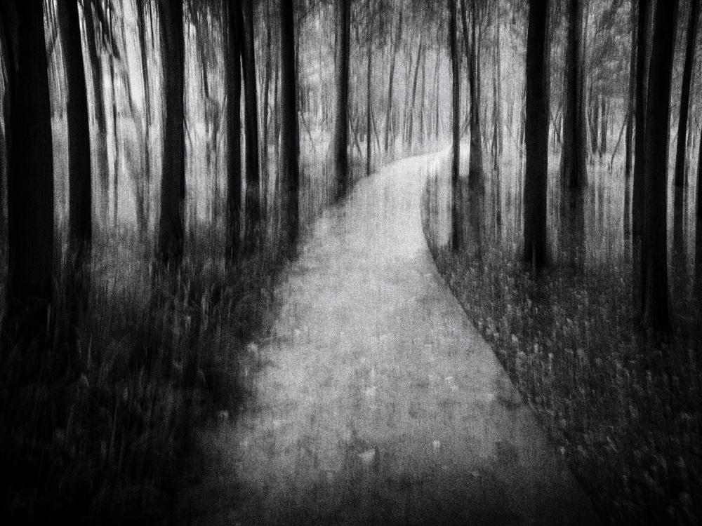 Path in the Woods von Xiaohong Zhang