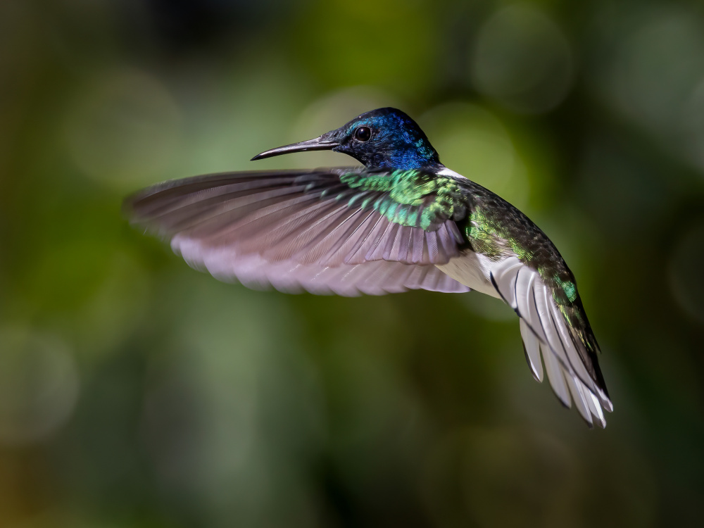 White-necked Jacobin von Xiaohong Zhang