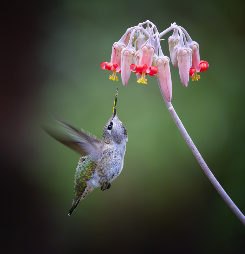 A Pollinator von Xiaojian Huang