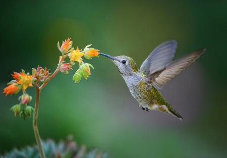 A Flower Lover