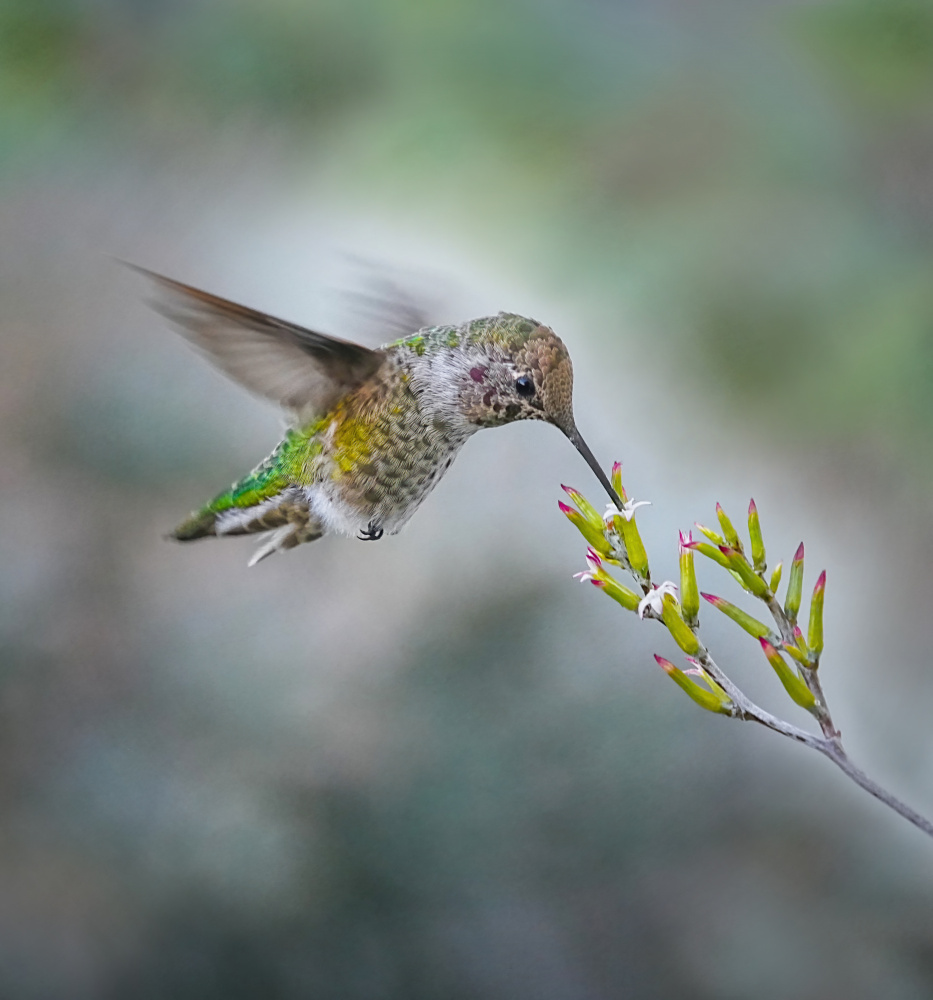 Small Hummingbird and Tiny Flower von Xiaojian Huang