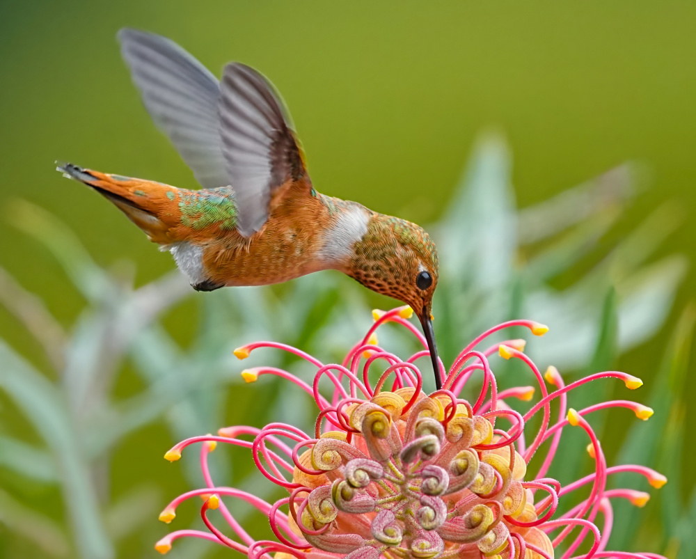 Hummingbird and Grevillea Flower von Xiaojian Huang