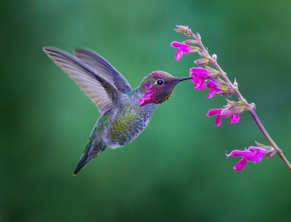 Vibrant Magenta Harmony von Xiaojian Huang