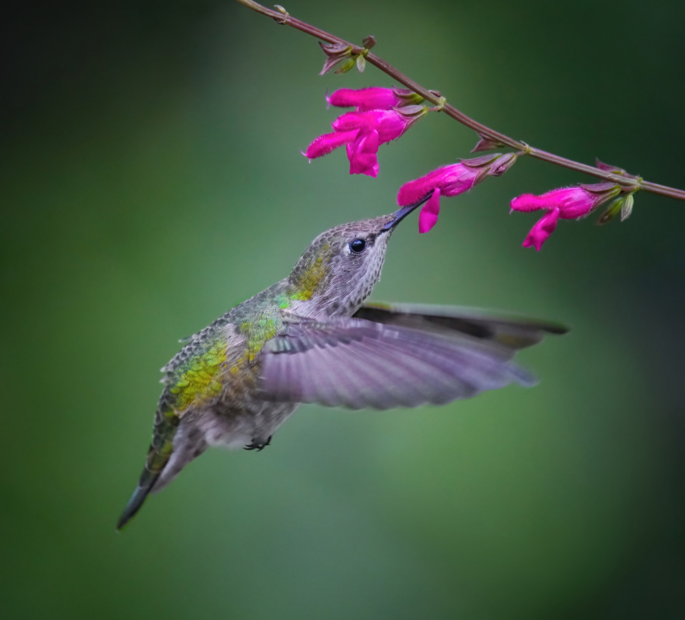 Beak and Magenta Lips von Xiaojian Huang