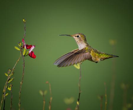 Dancing with the Followers