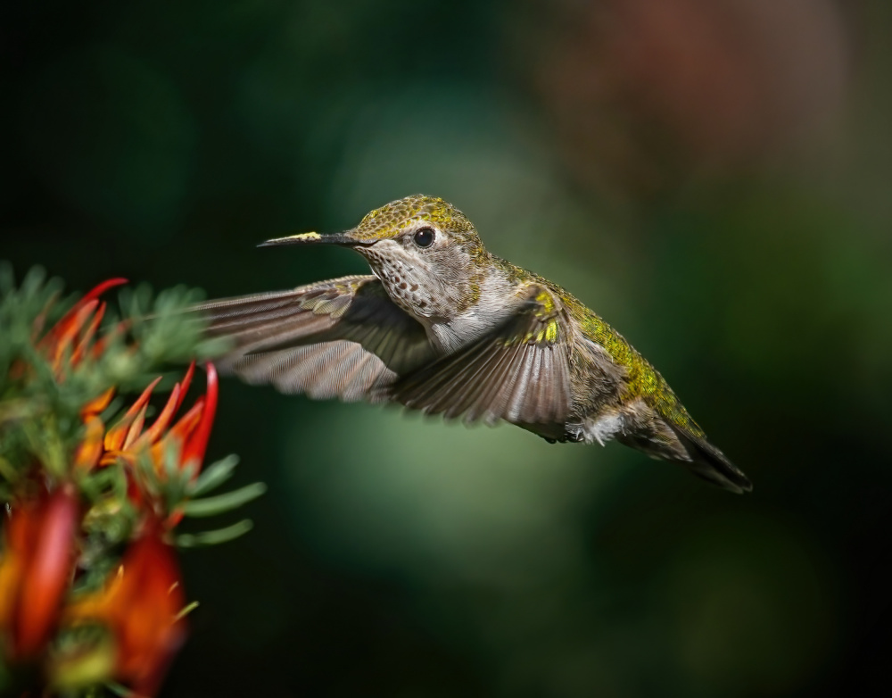 Feeding Again von Xiaojian Huang