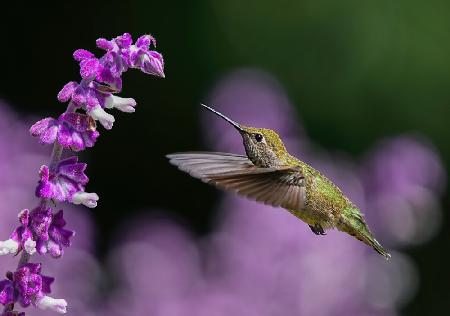 Welcome to the Purple World