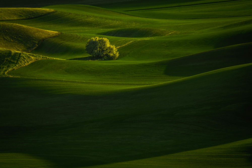 Green wheat Field von Xiaoyuan Xu