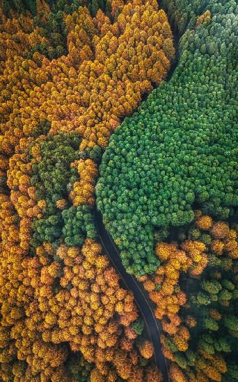 A winding forest road