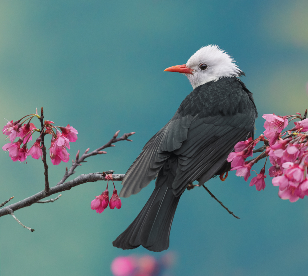 White-headed black bulbul von XibiaoHuang