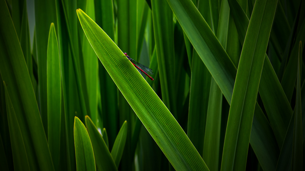 Hidden dragonfly von Xun LI