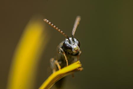 The look of the wild bee.