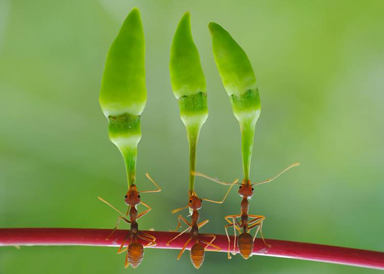 chili cilider team von Yahya Taufikurrahman