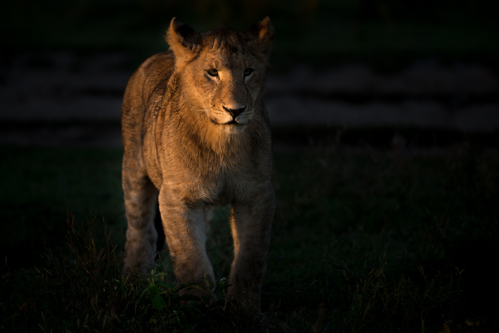 Cub at morning von Yair Schwartz