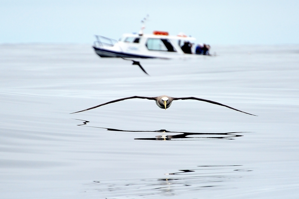 Zero altitude flight ! von Yair Tzur