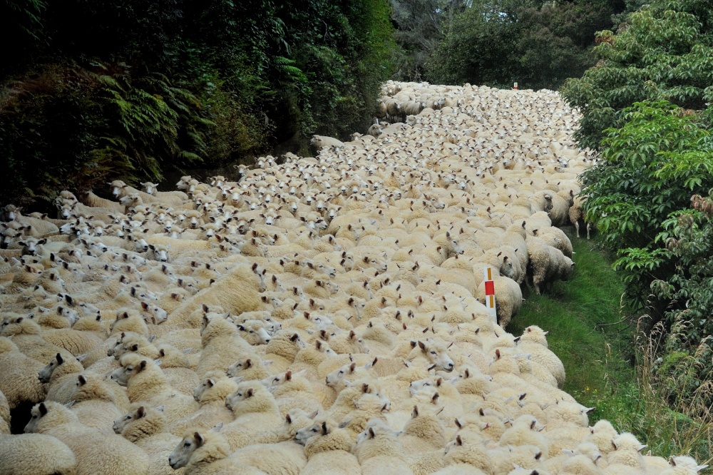 Sheep River von Yair Tzur