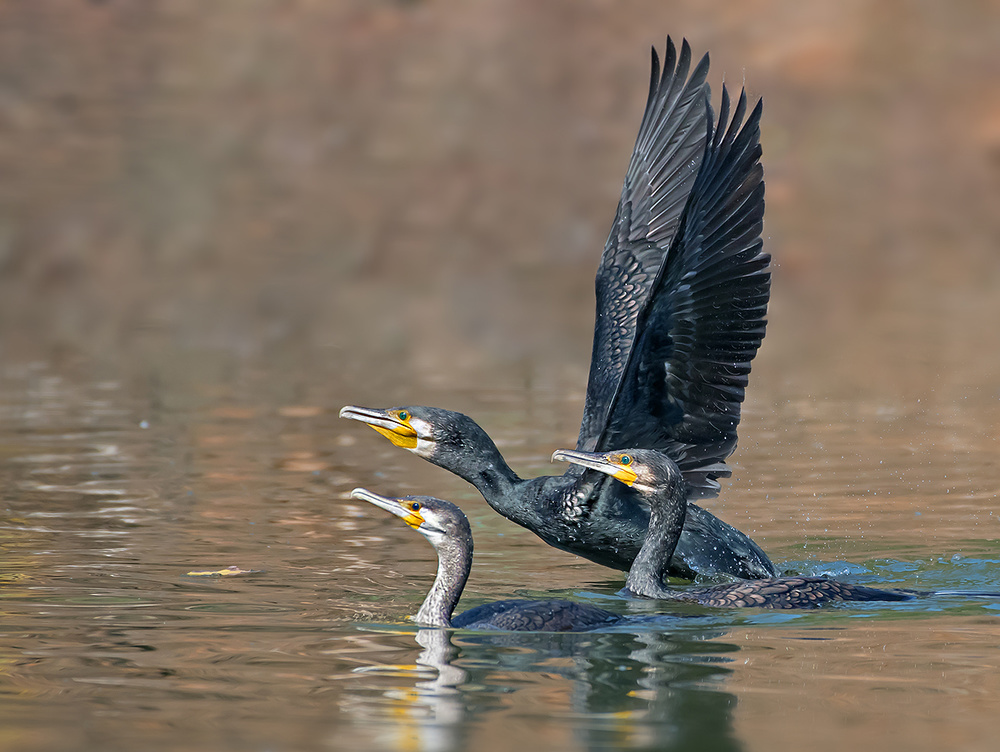 .Cormorant von Yaki Zander