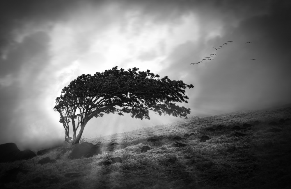 Lone Tree von Yan Degenhardt