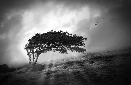 Lone Tree