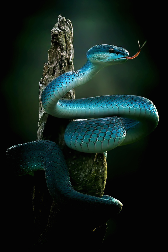 &quot;The Blue Pit Viper is very beautiful,&quot; von yan hidayat