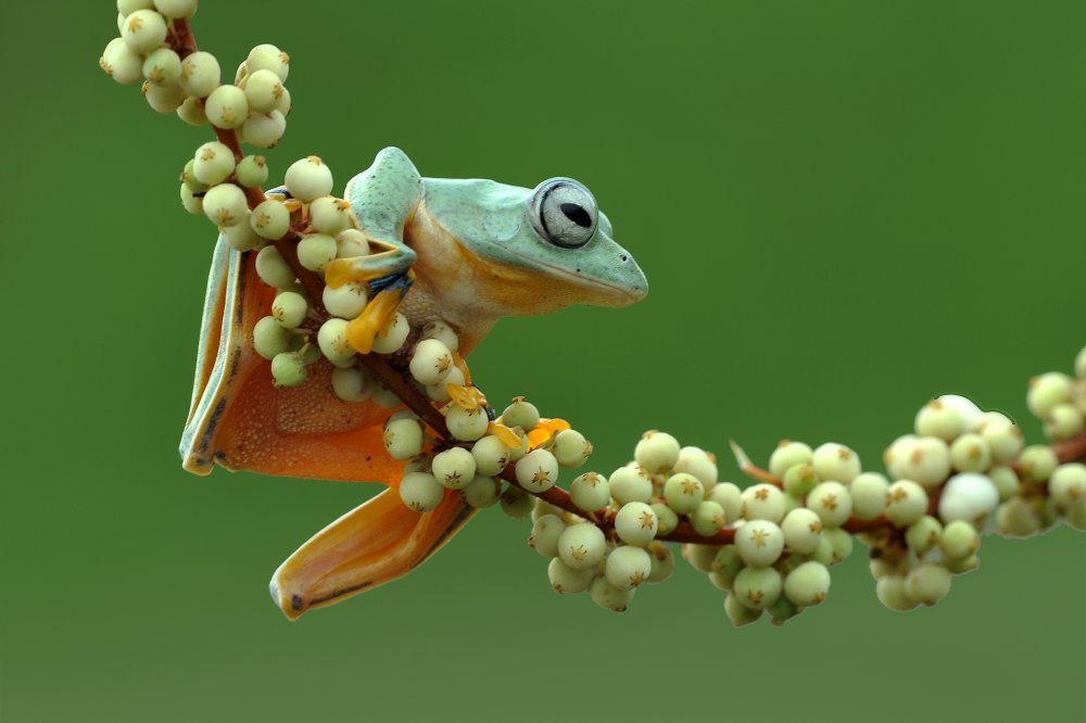 Flying frog von yan hidayat