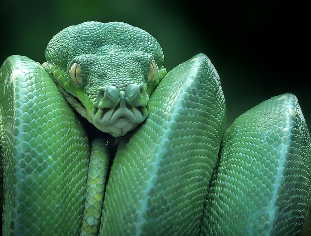 snake (GTP / Green Tree Python) von yan hidayat