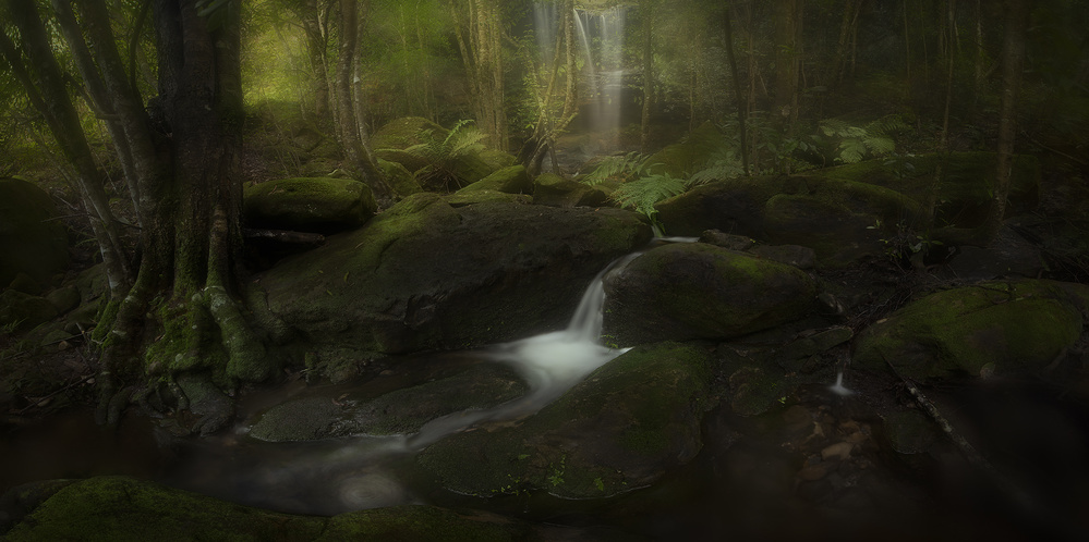 Deep in the Forest von Yan Zhang