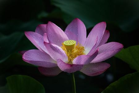 Lotus 2