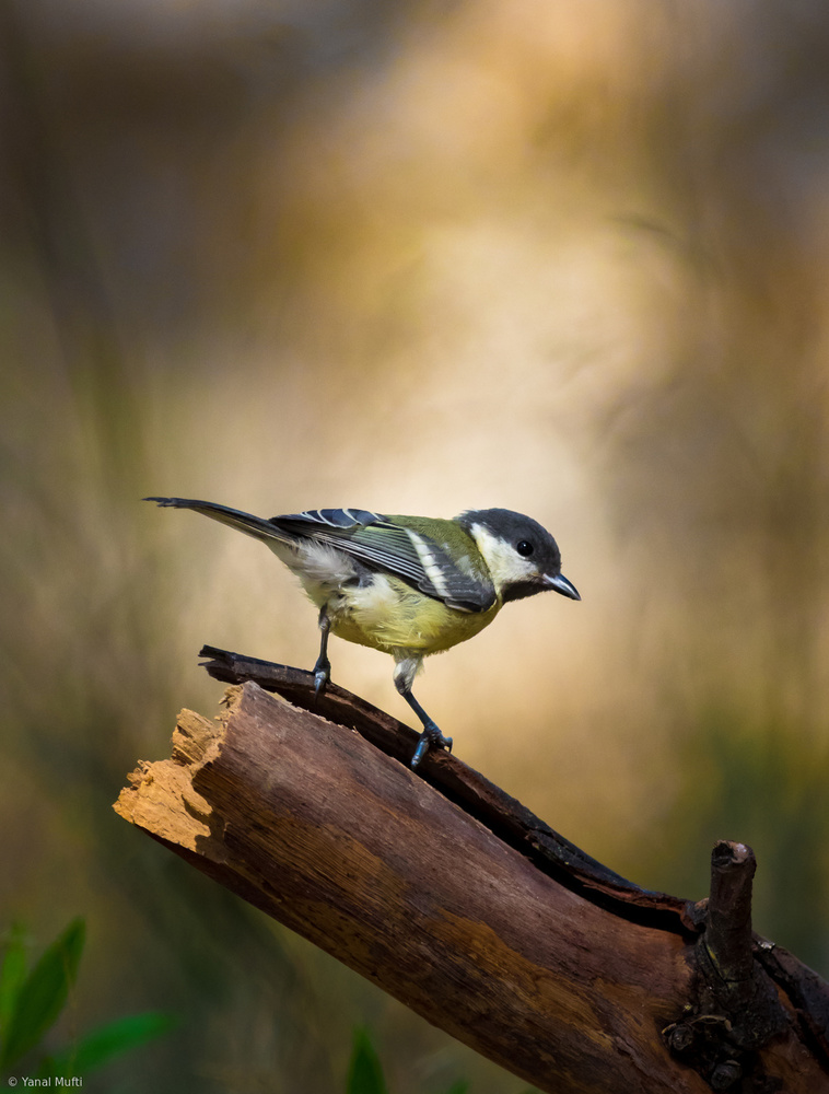 Great Tit von Yanal Mufti