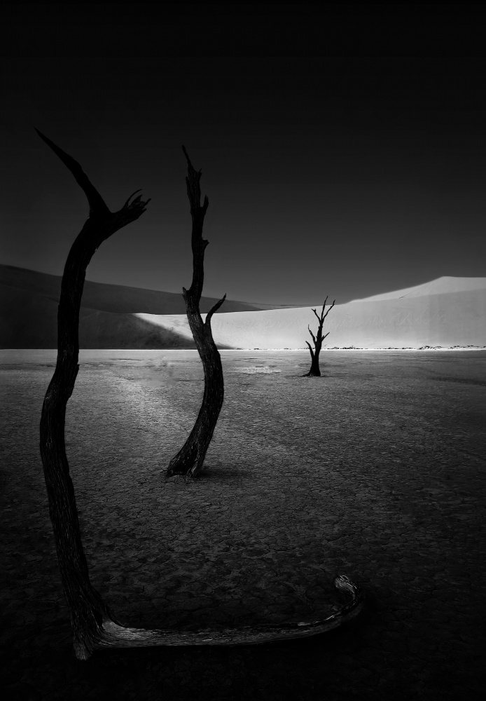 The scorched tree at Sossusvlei von Yang Jiao