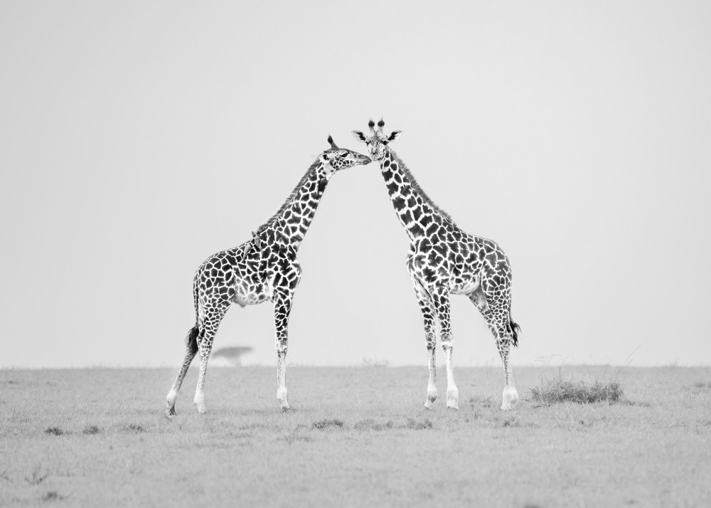 Giraffe affection von Yang Jiao